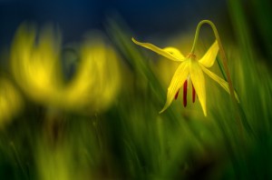 glacier lily