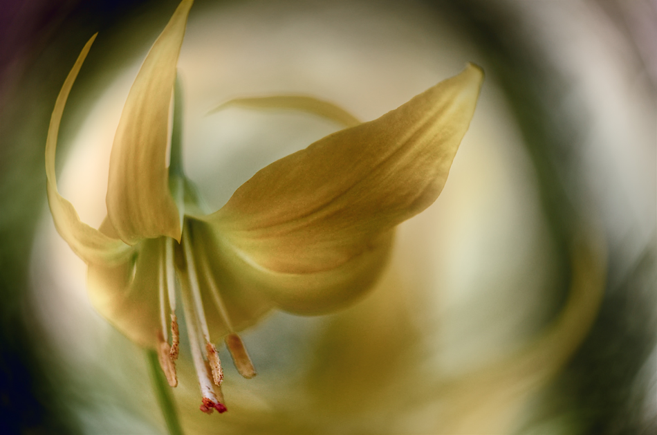 Postcards … the gold angel